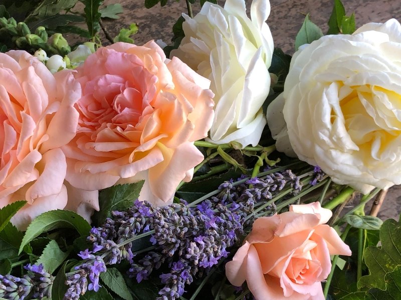 Roses and Lavender 