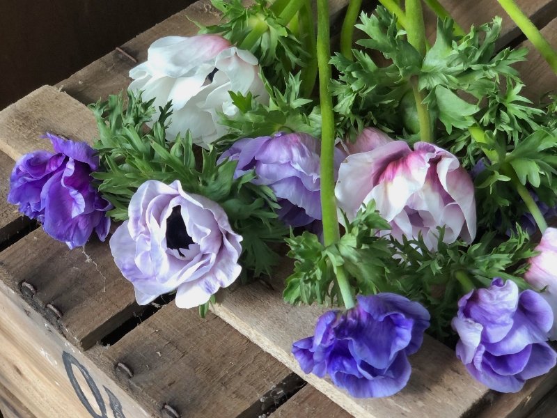 Galilee pastel Anemones 